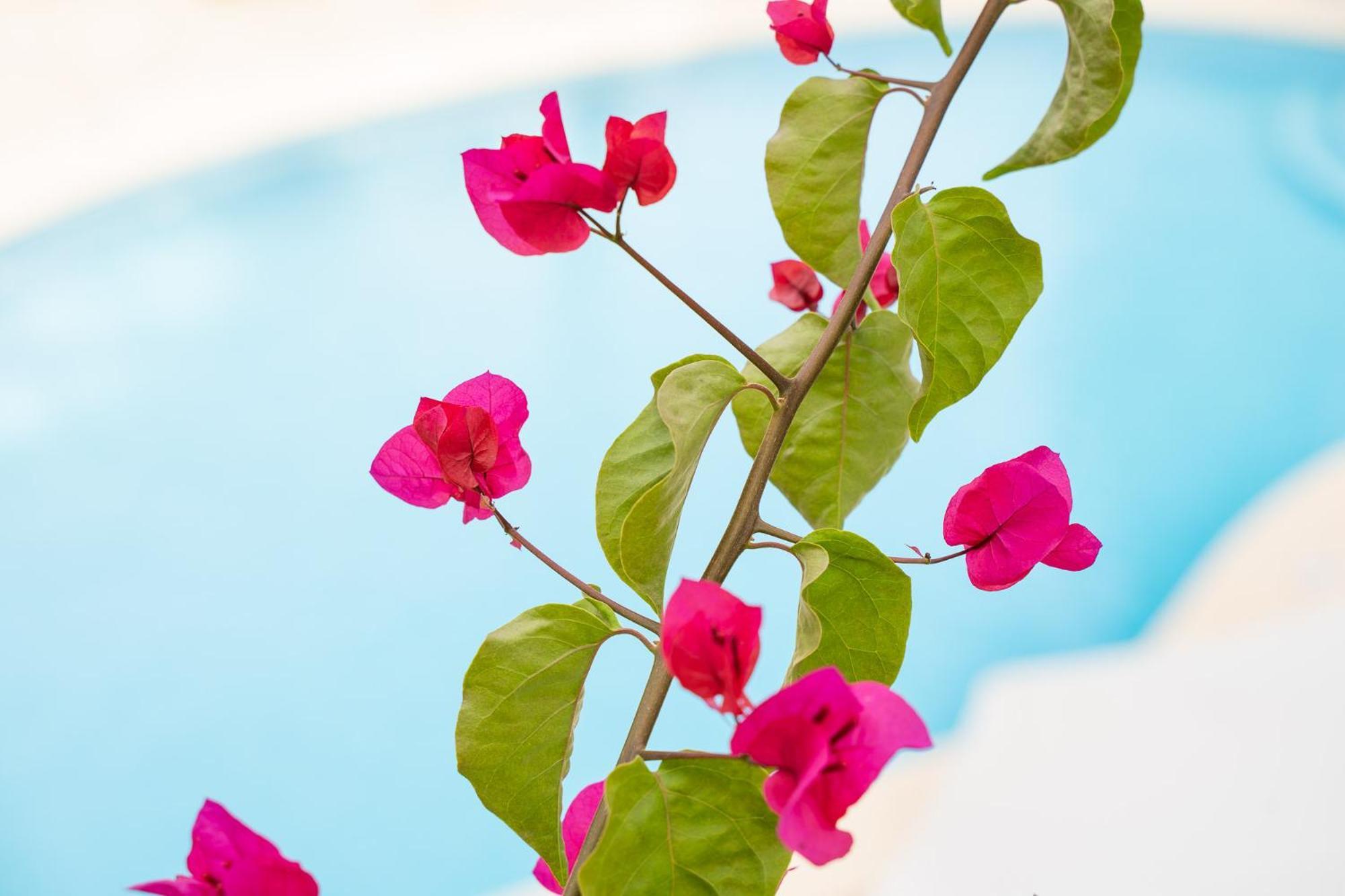 פגוארה Apartamentos Los Tilos מראה חיצוני תמונה